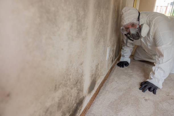 Trusted Pampa, TX Mold Removal Experts